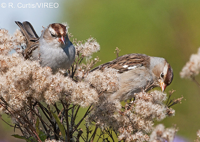 White-crowned Sparrow c22-42-105.jpg